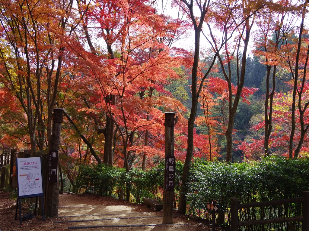 神戸市立森林植物園の紅葉 気ままに遊